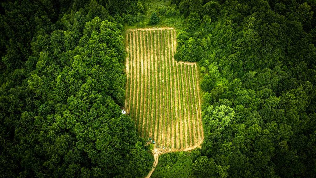 coliciplus-kooperandi-malina